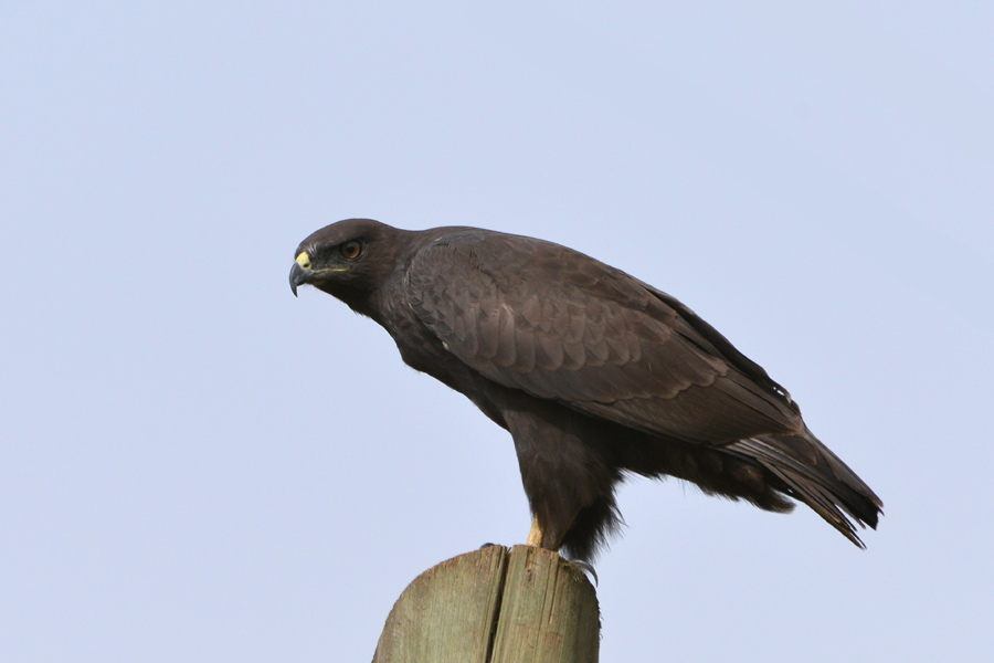 Augur Buzzard