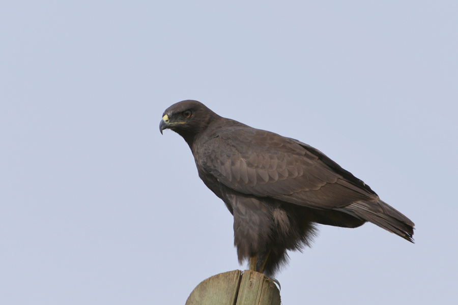 Augur Buzzard