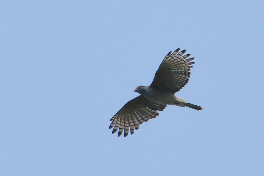 African Cuckoo-Hawk