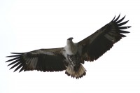 African Fish Eagle - sub-adult