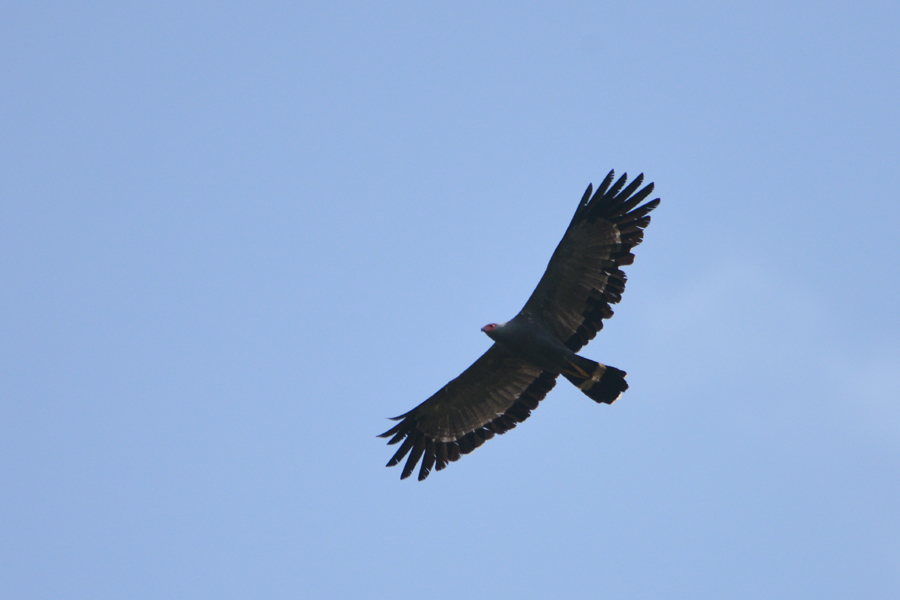 African Harrier-Hawk