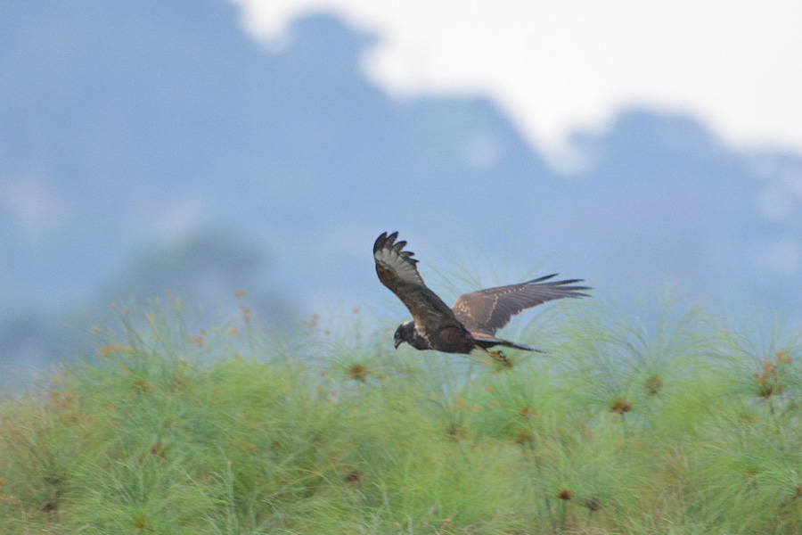 African Marsh Harrier