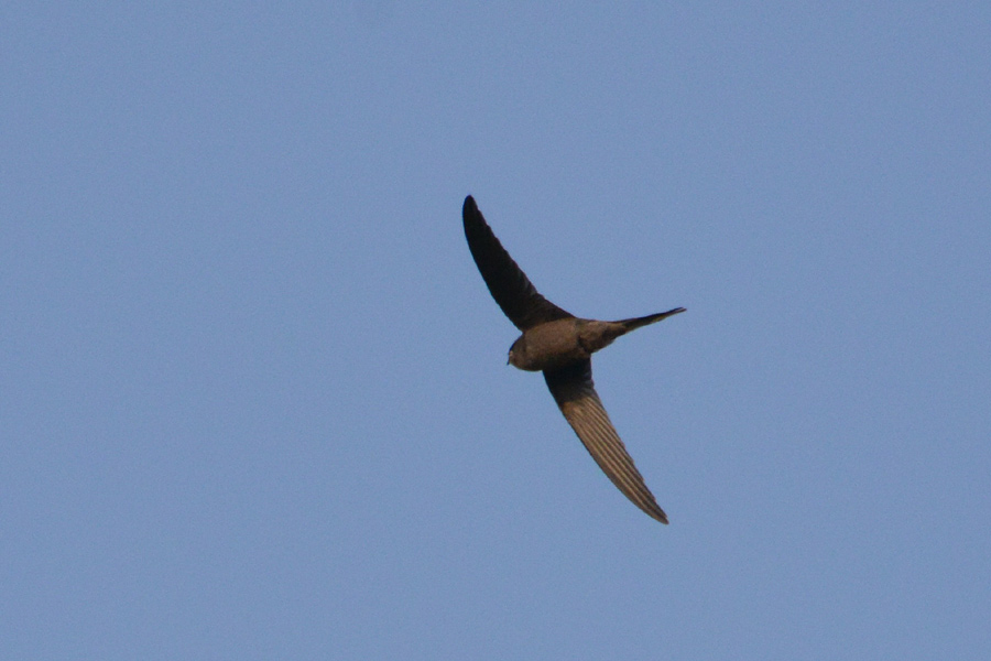 African Palm Swift