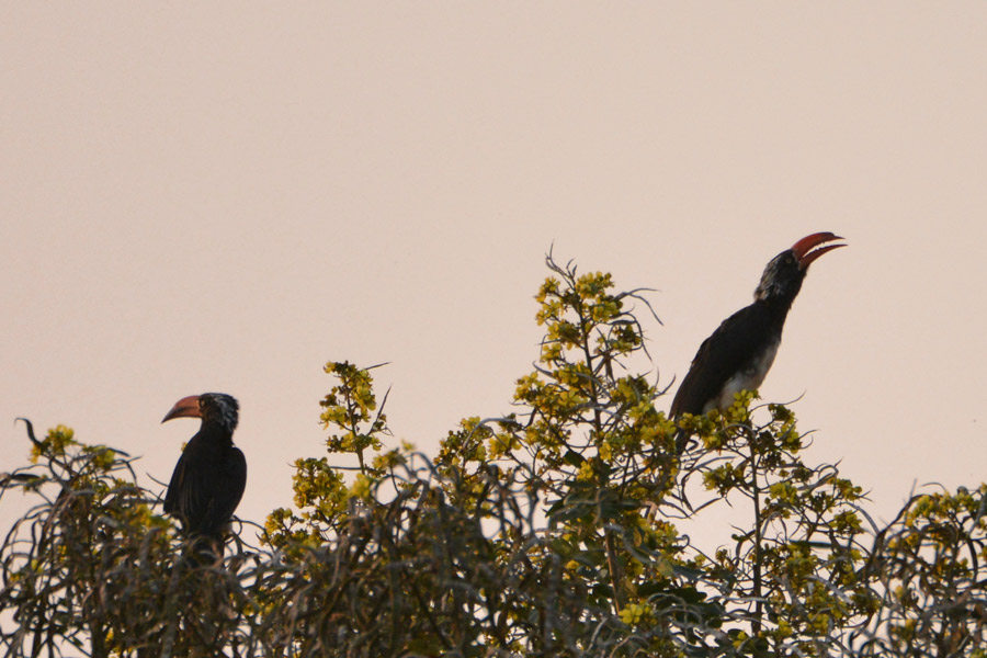 Crowned Hornbill