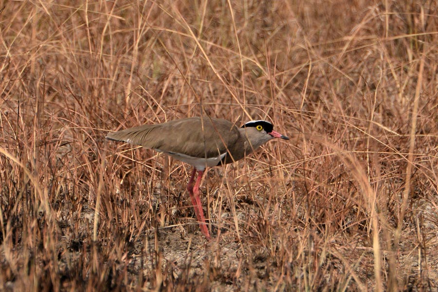 Crowned Lapwing