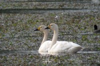 Bewick's Swan