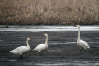 Bewick's Swan