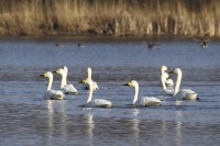 Bewick's Swan