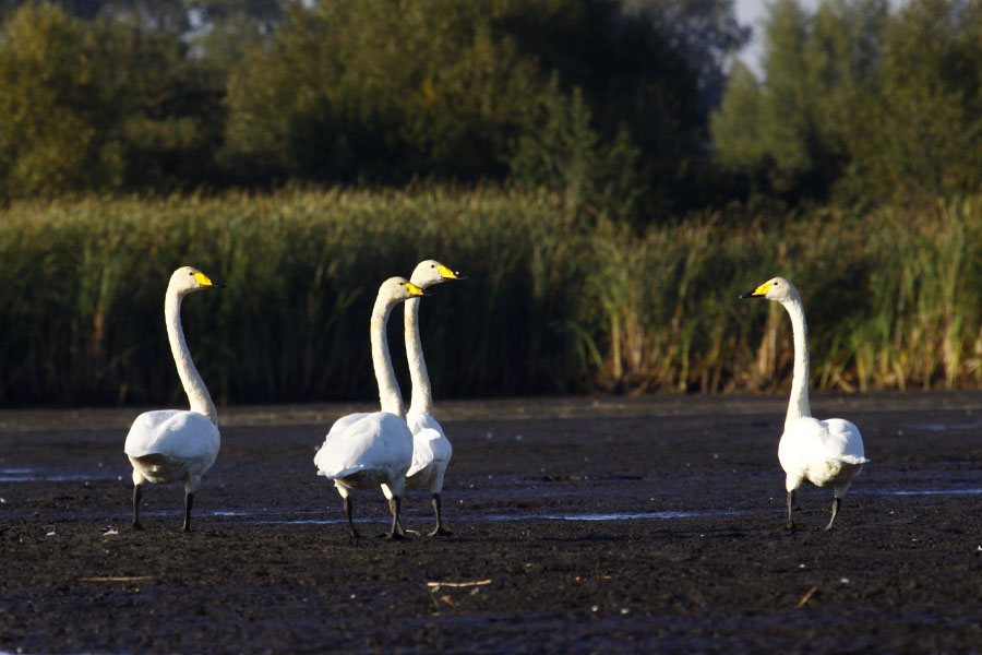 Whooper Swan