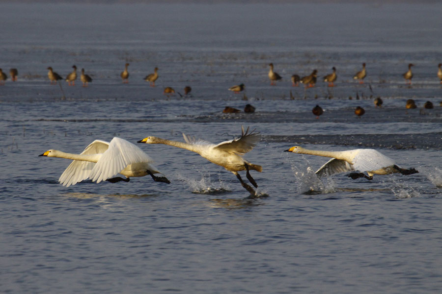 Whooper Swan