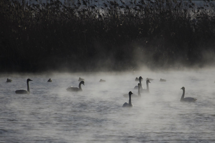 Whooper Swan