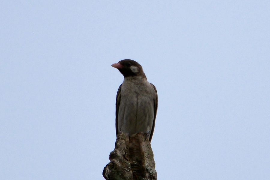 Greater Honeyguide