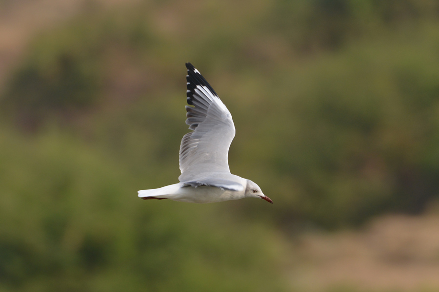 Grey-headed Gull