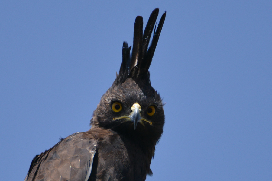 Long-crested Eagle