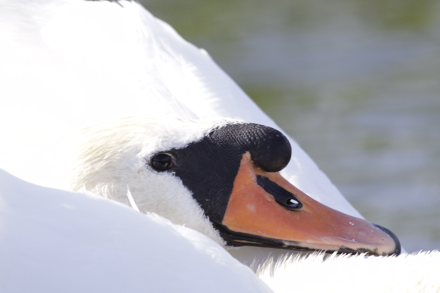 Mute Swan