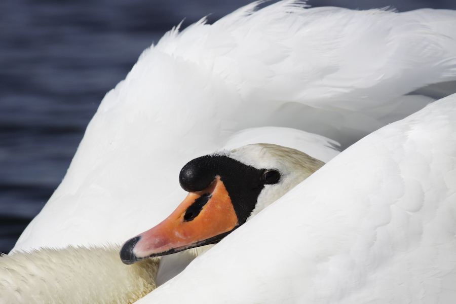 Mute Swan