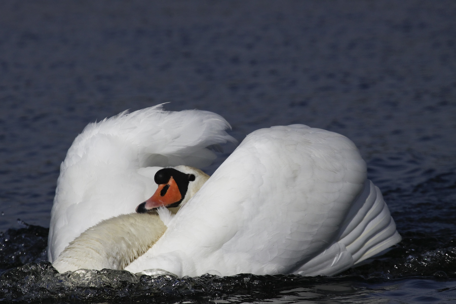 Mute Swan