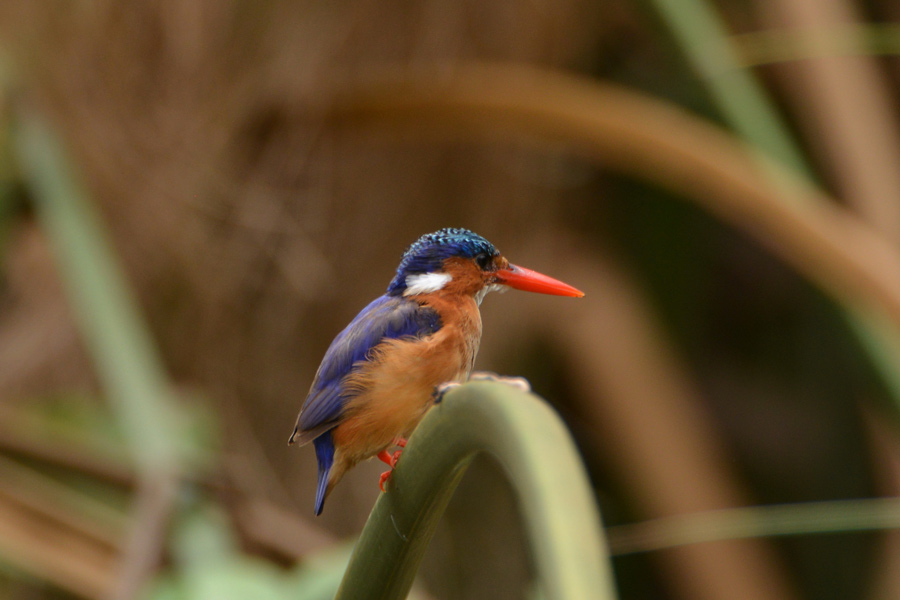 Malachite Kingfisher