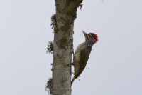Nubian Woodpecker
