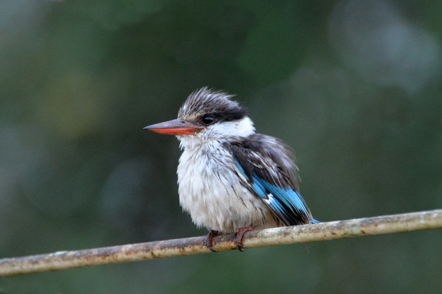 Striped Kingfisher