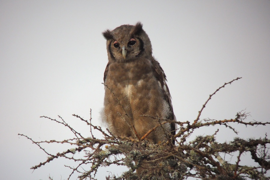 Verreaux's Eagle-Owl