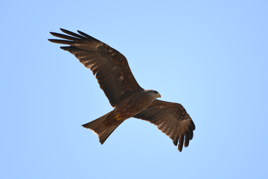 Yellow-billed Kite