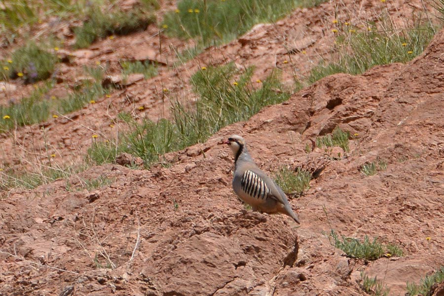 Chukar Partridge
