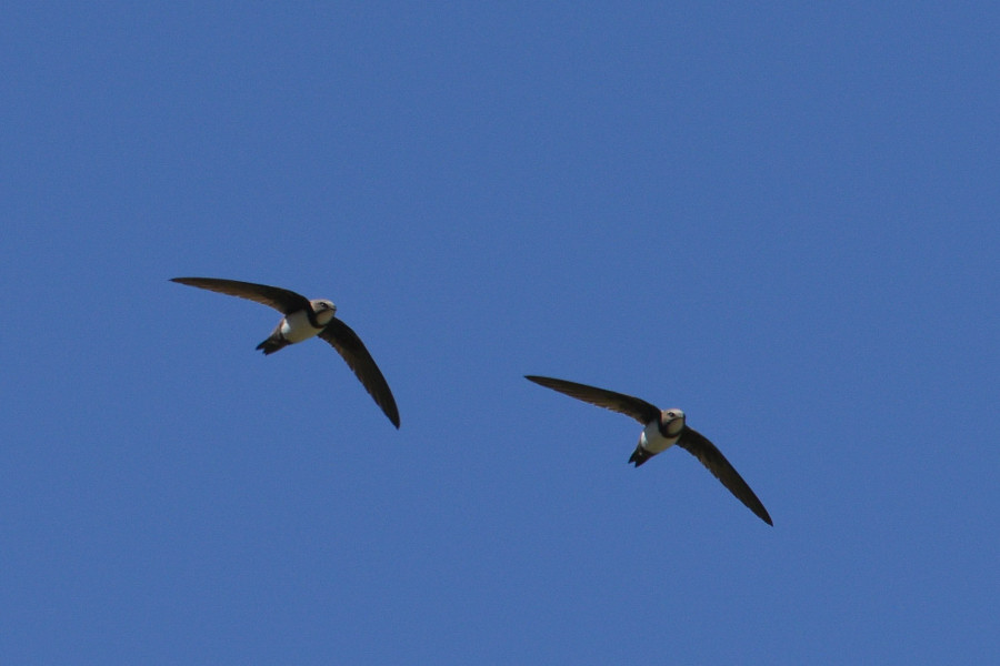 Alpine Swift