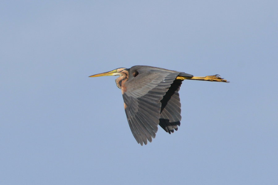Purple Heron