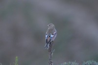 Mongolian Finch