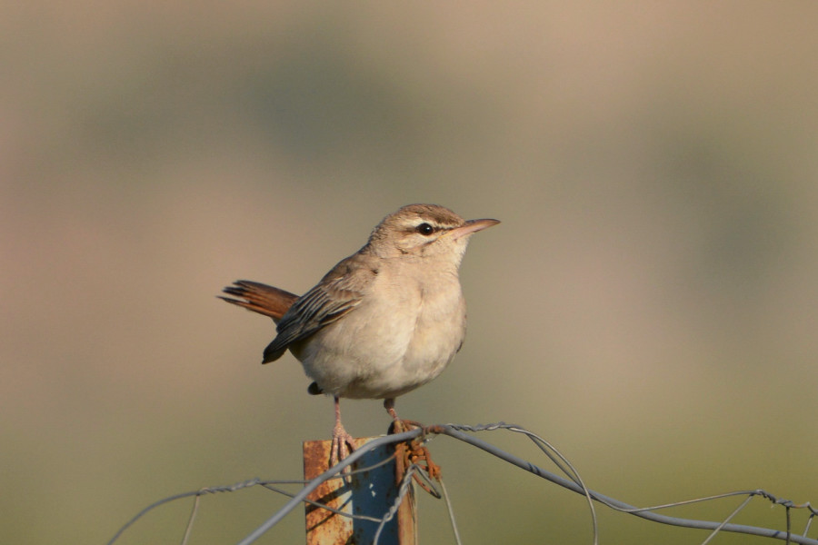 Rufous-tailed Scrub Robin