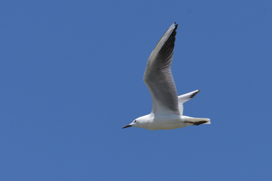 Slender-billed Gull