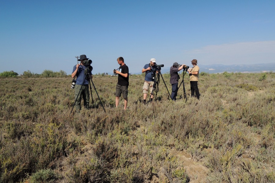 Looking for a Black Francolin, Göksu Delta