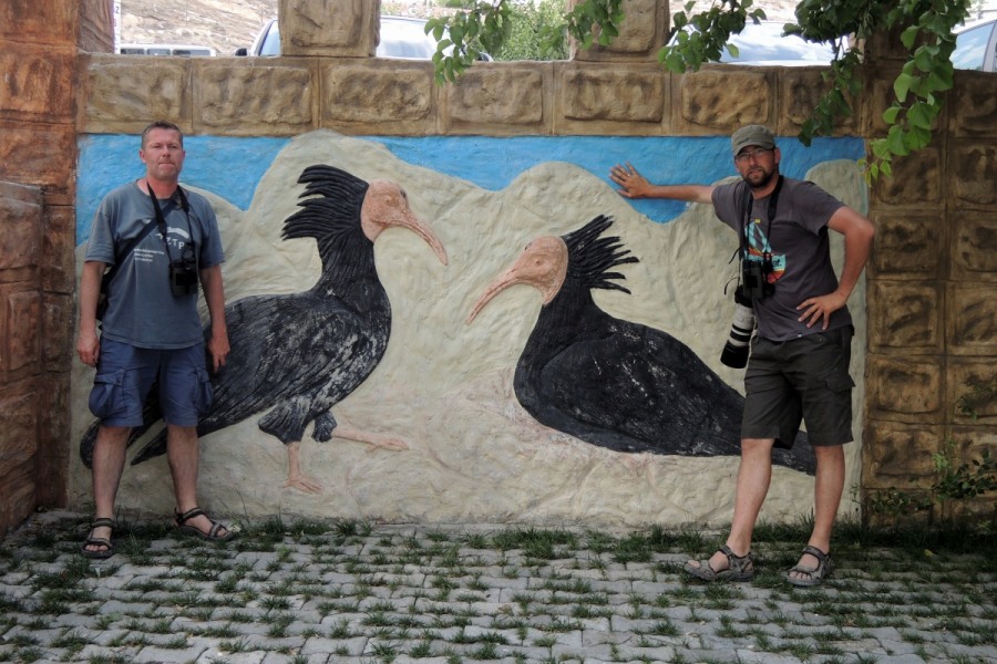 "Kelaynak" - Bald ibis, Is the symbol of the Birecik