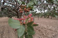 Pistachio orchards near Birecik