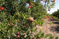 Pomegranate orchards - habitat of Dead Sea Sparrow, Birecik