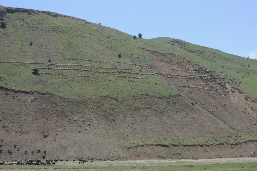 Sheep on the slopes