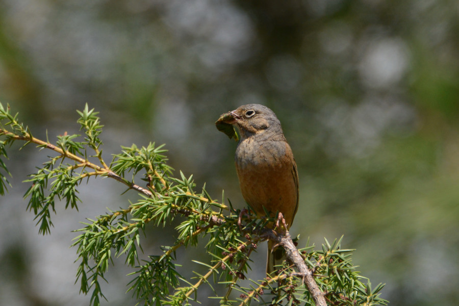 Cretzschmar's Bunting