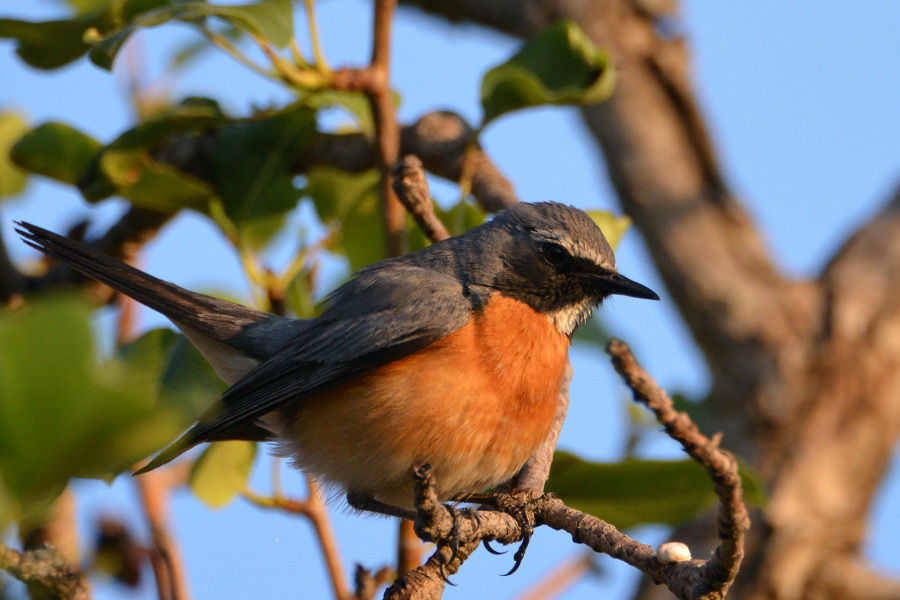 White-throated Robin