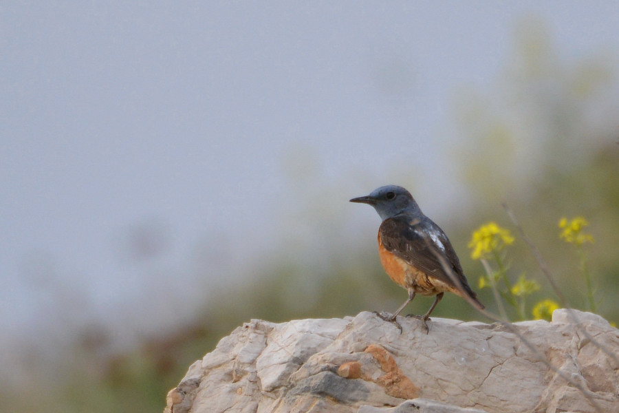 Common Rock Thrush