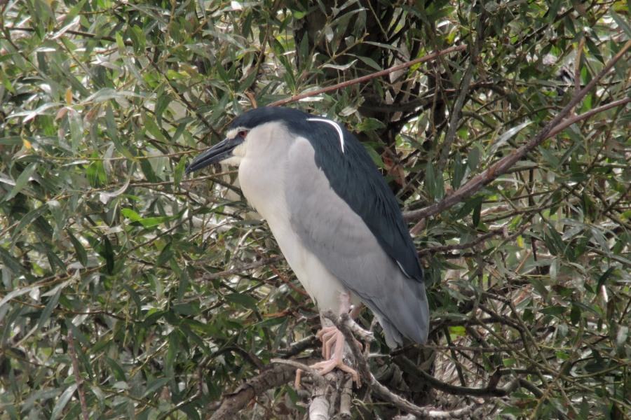 Black-crowned Night Heron