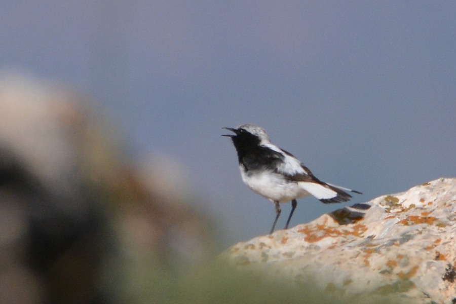 Finsch's Wheatear