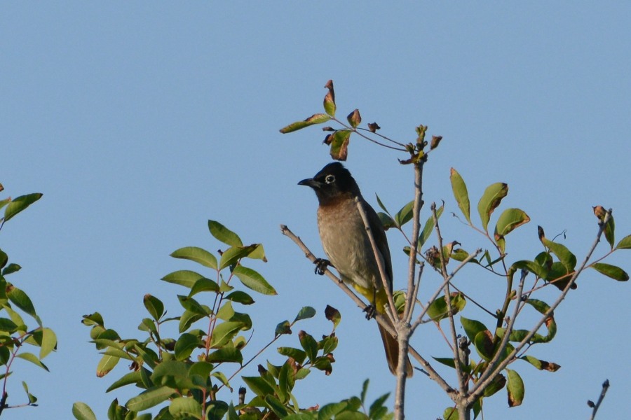 White-spectacled Bulbul
