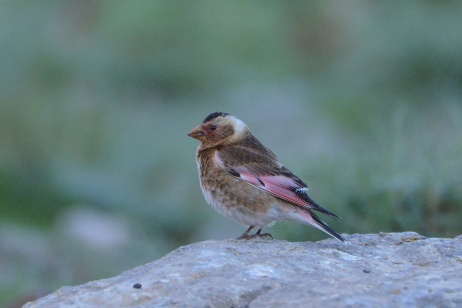 Crimson-winged Finch