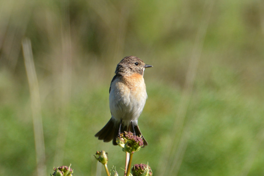 Siberian Stonechat