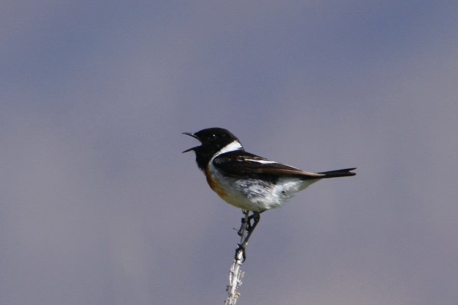 Siberian Stonechat