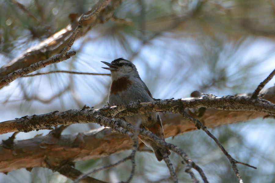 Krüper’s Nuthatch