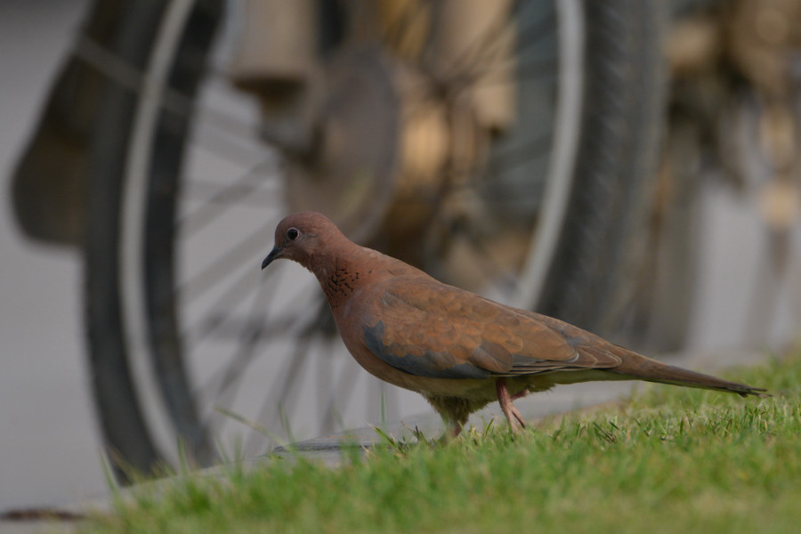 Laughing Dove