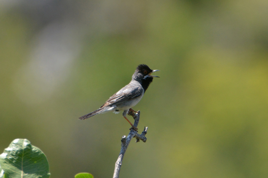 Menetries's Warbler