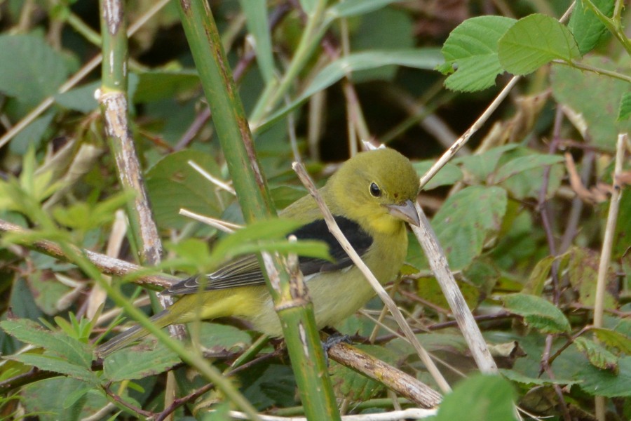 Scarlet Tanager